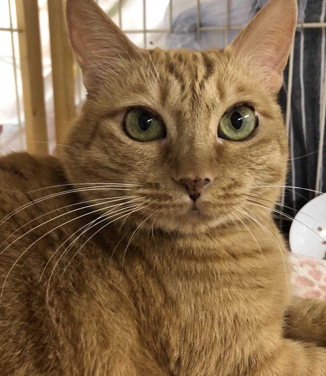 🍉夏休みに保護犬🐶保護猫🐱達の里親になろう✨2019,8,11